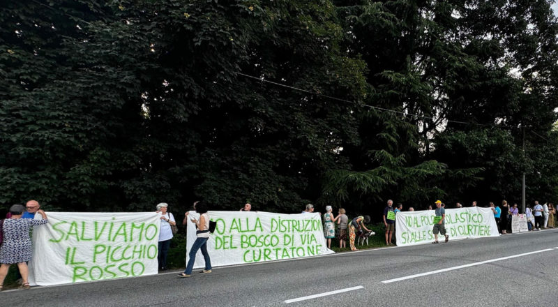 Bosco Gallarate ph Comitato Salviamo gli Alberi di Gallarate