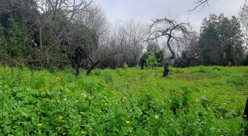 Bosco Pietralata ph Comitato Stadio Pietralata No Grazie